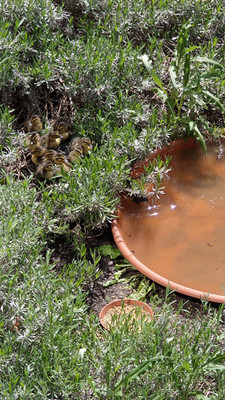 Entenküken an der Wasserschale