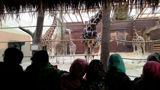 Giraffen