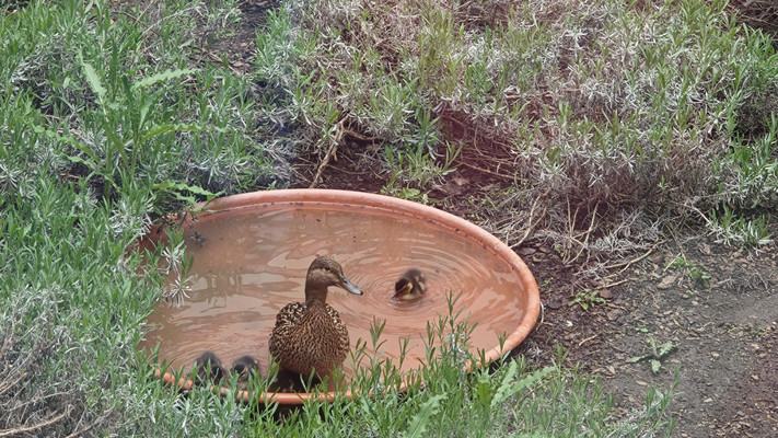 Entenmama am Wasser