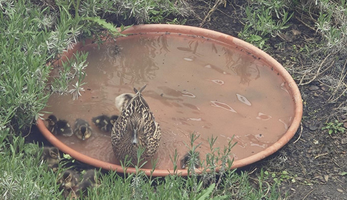 Entenmama im Wasser 
