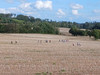 Feld und Landschaft in Sohland